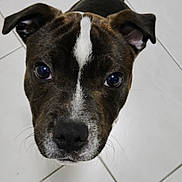 Aïko a rejoint le concours — aidez-le/la à gagner de superbes lots ! puppy, dog, brown, white_stripe, close_up, looking_up, floor, tile, pet, canine, young_dog, ears, black_nose, whiskers, indoor, adorable, curious, portrait, animal, cute