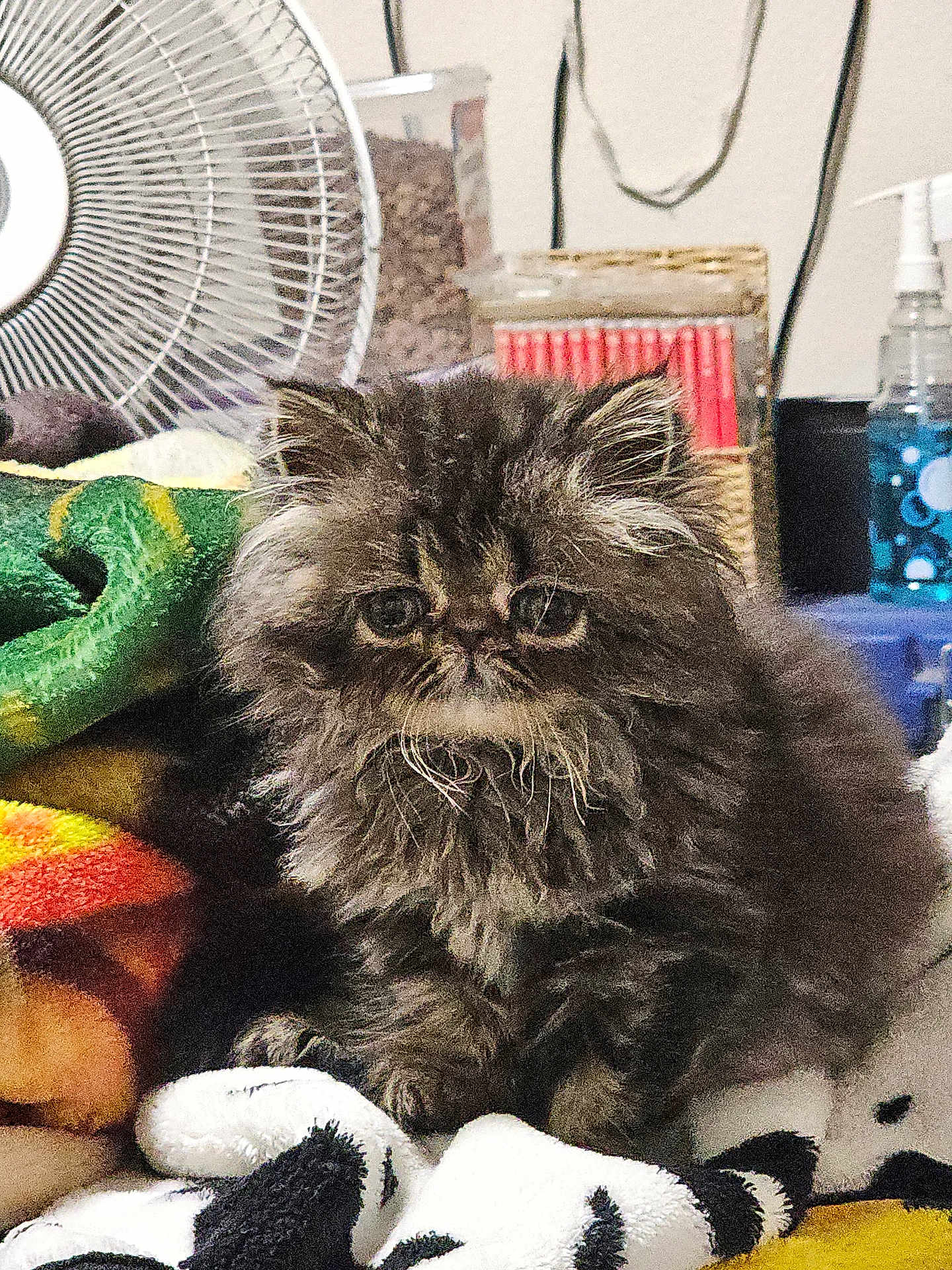 Cyra is registered to the contest to win money with this photo: animal, blanket, cat, container, cozy, cute, domestic, fan, fluffy, fur, furniture, household, indoor, kitten, mammal, pet, portrait, resting, soft, young