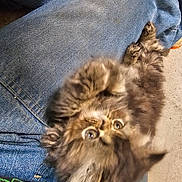 Cyra is registered to the contest to win money with this photo: animal, black, blur, brown, cat, cozy, curious, cute, denim, feline, fur, indoor, jeans, kitten, lap, pet, resting, soft, whiskers, young