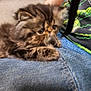 Cyra is registered to the contest to win money with this photo: animal, blurred, carpet, casual, cat, cute, denim, feet, feline, furry, home, indoor, kitten, lap, person, pet, resting, shoe, small, striped