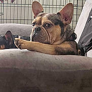 Waffle House is registered to the contest to win money with this photo: dog, french_bulldog, couch, paw, indoor, pet, relaxed, crate, furniture, fur, animal, resting, ears, closeup, home, companion, sleeping, background, canine, domestic