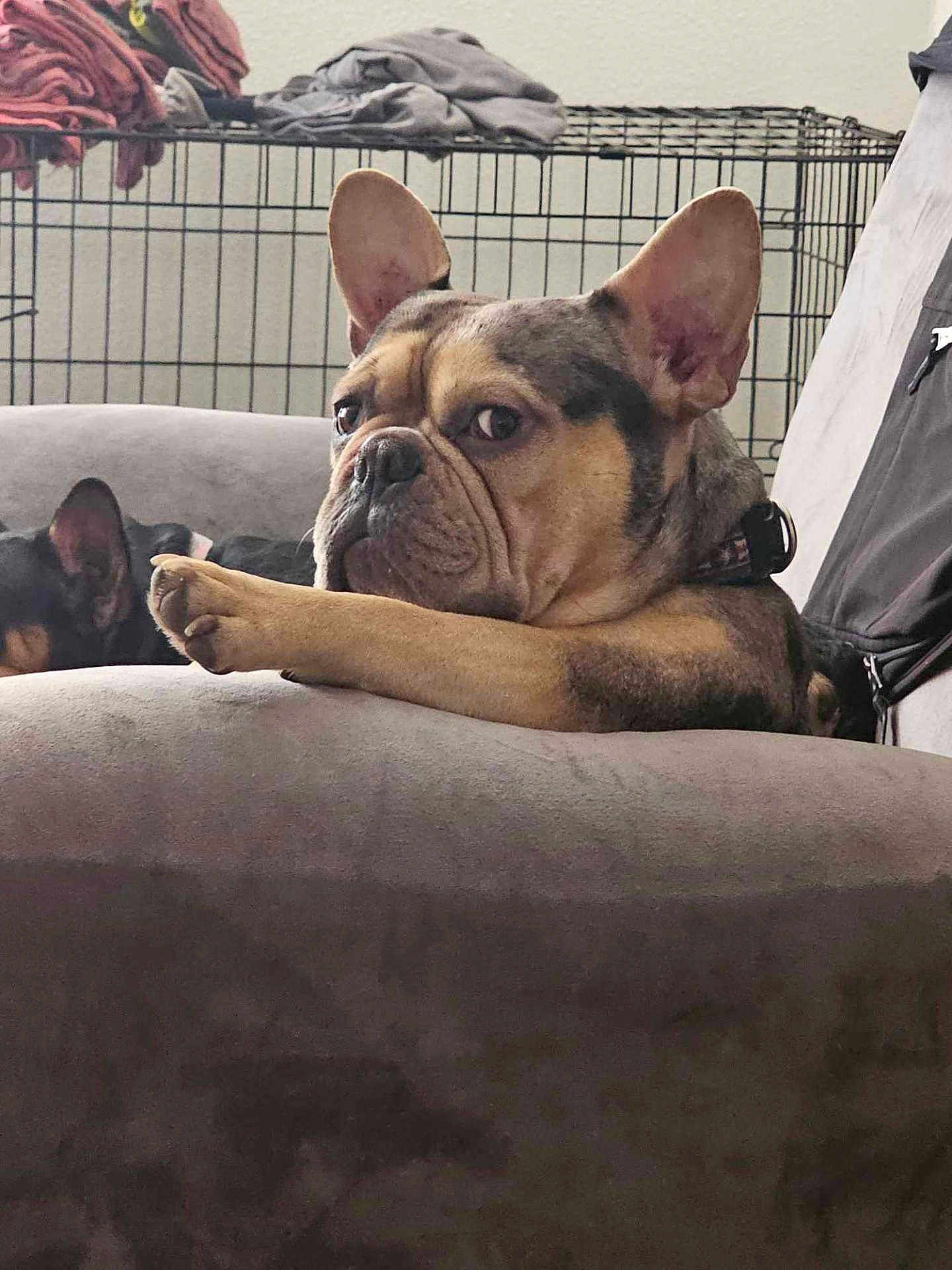 Waffle House is registered to the contest to win money with this photo: dog, french_bulldog, couch, paw, indoor, pet, relaxed, crate, furniture, fur, animal, resting, ears, closeup, home, companion, sleeping, background, canine, domestic