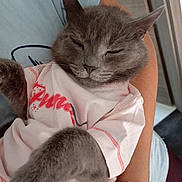 Pastel participe au concours pour gagner de l'argent avec cette photo : cat, gray_cat, pet, shirt, clothing, sleepy, relaxed, person, arm, bracelet, indoor, closeup, feline, cute, domestic_animal, resting, fur, whiskers, paw, holding