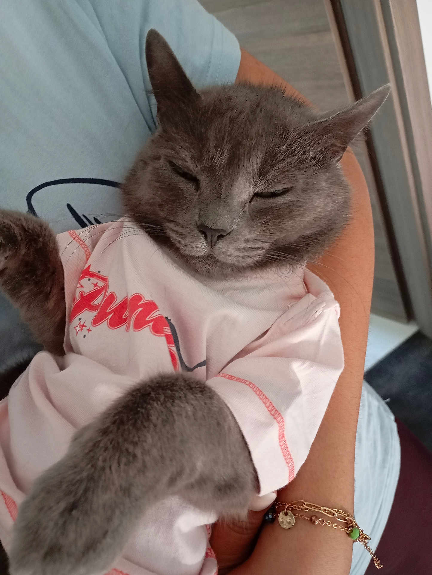 Pastel participe au concours pour gagner de l'argent avec cette photo : cat, gray_cat, pet, shirt, clothing, sleepy, relaxed, person, arm, bracelet, indoor, closeup, feline, cute, domestic_animal, resting, fur, whiskers, paw, holding