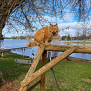 Archie is registered to the contest to win money with this photo: cat, orange_cat, animal, outdoor, lake, tree, grass, wood, swing, bench, sky, clouds, nature, water, park, fence, branches, daylight, pet, peaceful