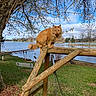 cat, orange_cat, animal, outdoor, lake, tree, grass, wood, swing, bench, sky, clouds, nature, water, park, fence, branches, daylight, pet, peaceful