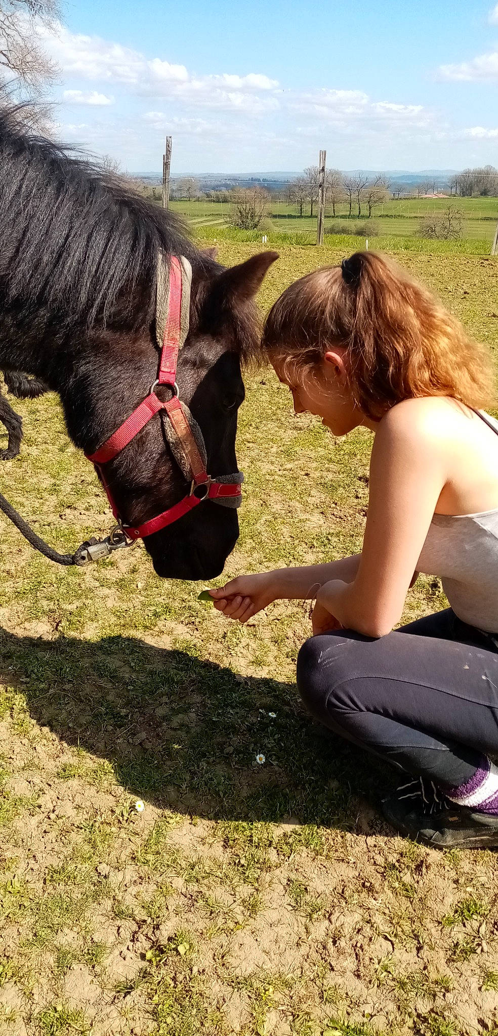 Uranie a rejoint le concours — aidez-le/la à gagner de superbes lots ! bridle, horse, horse_grooming, horse_supplies, horse_tack, livestock, mammal, mane, mare, pack_animal, pasture, pony, rein, riding_instructor, shetland_pony, working_animal