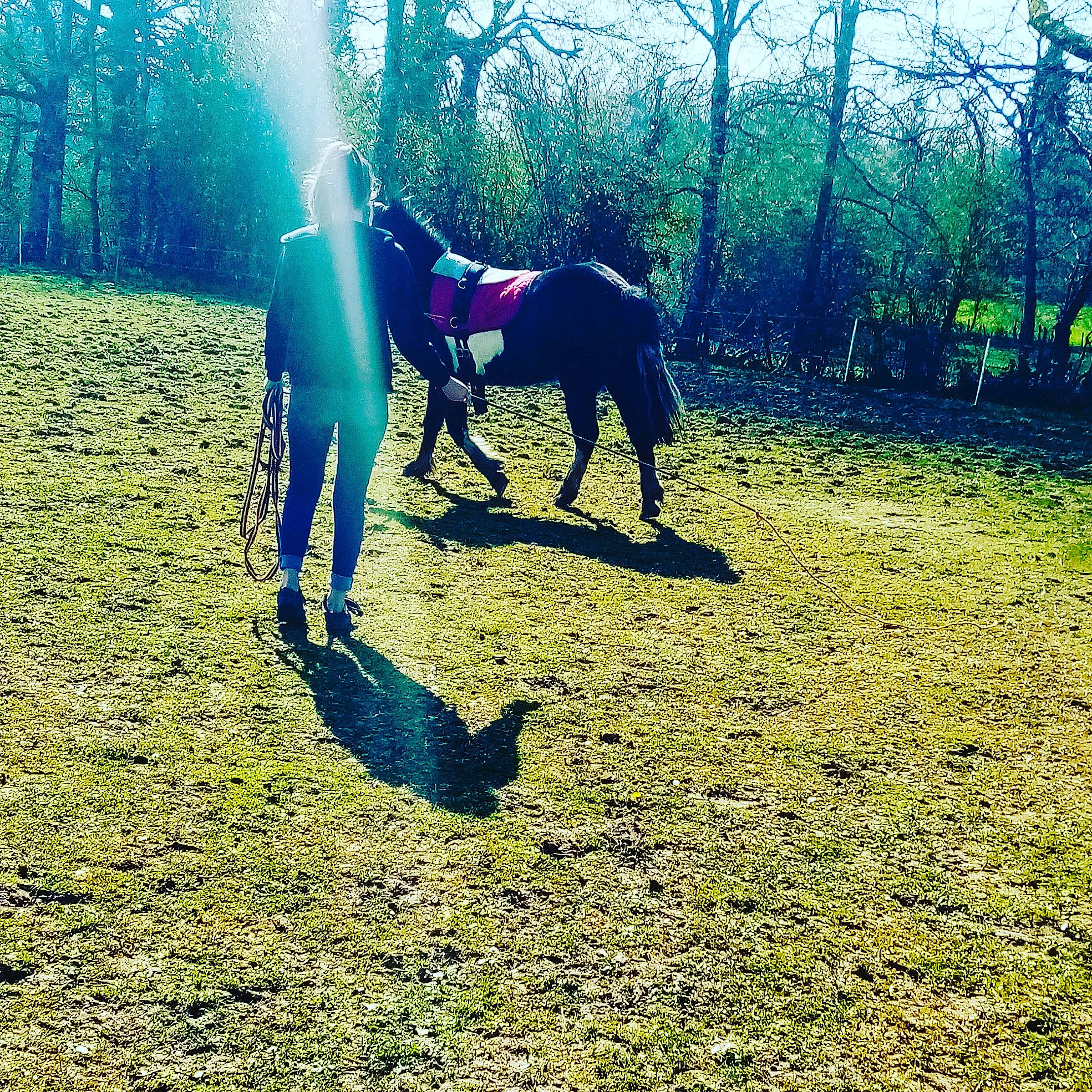 Uranie participe au concours pour gagner de l'argent avec cette photo : bridle, canidae, forest, grass, horse, horse_tack, livestock, mane, mare, natural_environment, pasture, plant, sky, sporting_group, stallion, sunlight, trail_riding, tree, woodland