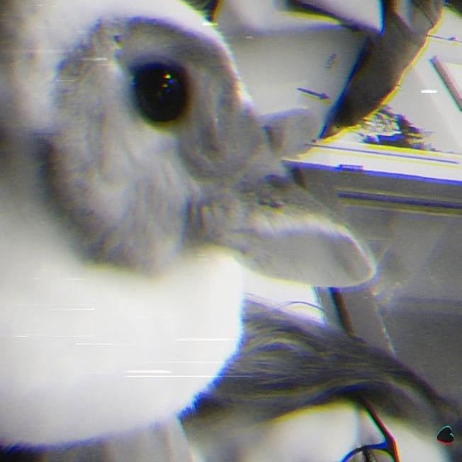 Albert a rejoint le concours — aidez-le/la à gagner de superbes lots ! bird, bird_of_prey, blue, eye, feather, owl, wing