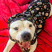 Poot Poot Breeden joined the competition — help win amazing prizes! animal, black_hoodie, canine, close_up, cozy, cute, dog, fur, happy, hoodie, indoors, mouth_open, pet, playful, red_quilt, resting, skull_pattern, smiling, tongue_out, white_dog