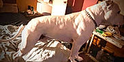 Poot Poot Breeden joined the competition — help win amazing prizes! dog, white_dog, bed, blanket, chain_collar, indoor, table, clutter, mustard_bottle, water_jug, furniture, pet, animal, standing, side_view, room, domestic, alert, home, canine
