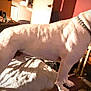 dog, white_dog, bed, blanket, chain_collar, indoor, table, clutter, mustard_bottle, water_jug, furniture, pet, animal, standing, side_view, room, domestic, alert, home, canine