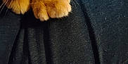 Mr Kitty is registered to the contest to win money with this photo: cat, orange_tabby, paws, whiskers, close_up, fur, pet, animal, soft, cozy, lap, fabric, dark_clothing, paper, indoor, resting, cute, feline, domestic_cat, tabby
