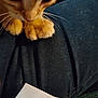 cat, orange_tabby, paws, whiskers, close_up, fur, pet, animal, soft, cozy, lap, fabric, dark_clothing, paper, indoor, resting, cute, feline, domestic_cat, tabby