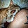 Mr Kitty