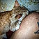 Mr Kitty