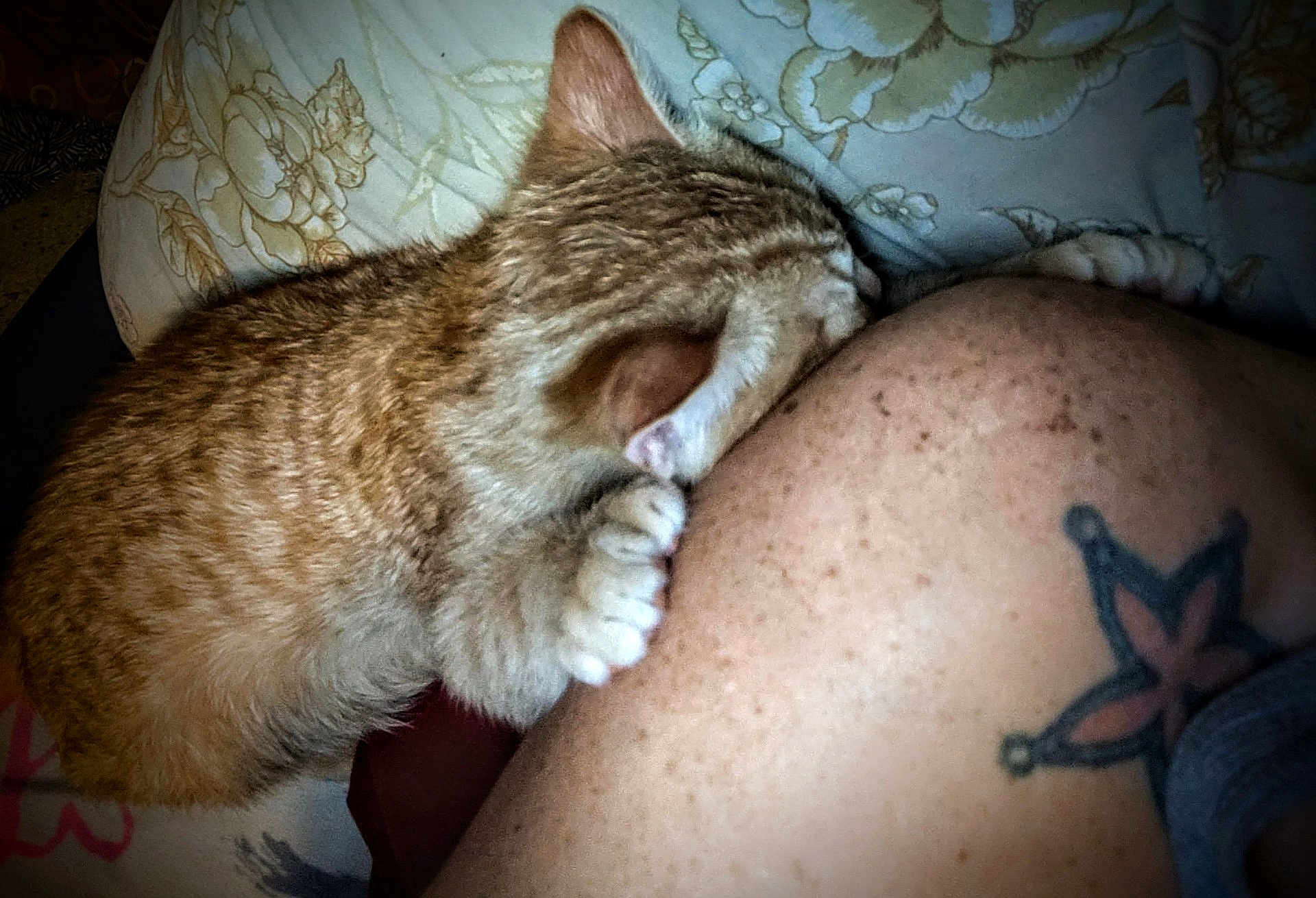 Mr Kitty