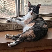Psycho joined the competition — help win amazing prizes! animal, calico_cat, cat, curious, daylight, domestic, fence, fur, home, indoor, looking, mammal, pet, quiet, relaxed, resting, side_view, window, windowsill, wood