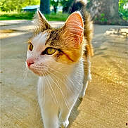 Oni is registered to the contest to win money with this photo: animal, blurred_background, cat, closeup, concrete, curious, daylight, feline, greenery, nature, outdoor, pet, pink_nose, sunlight, tail, tree, walking, whiskers, yellow_eyes, young_cat