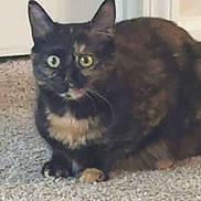 Ruby is registered to the contest to win money with this photo: animal, carpet, cat, closeup, curious, cute, domestic, door, ears, feline, floor, fur, green_eyes, house, indoor, pet, portrait, resting, tortoiseshell, whiskers