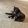 alert, animal, carpet, cat, cute, domestic, door, ears, feline, floor, fur, house, indoor, looking, pet, relaxed, sitting, tortoiseshell, wall, whiskers