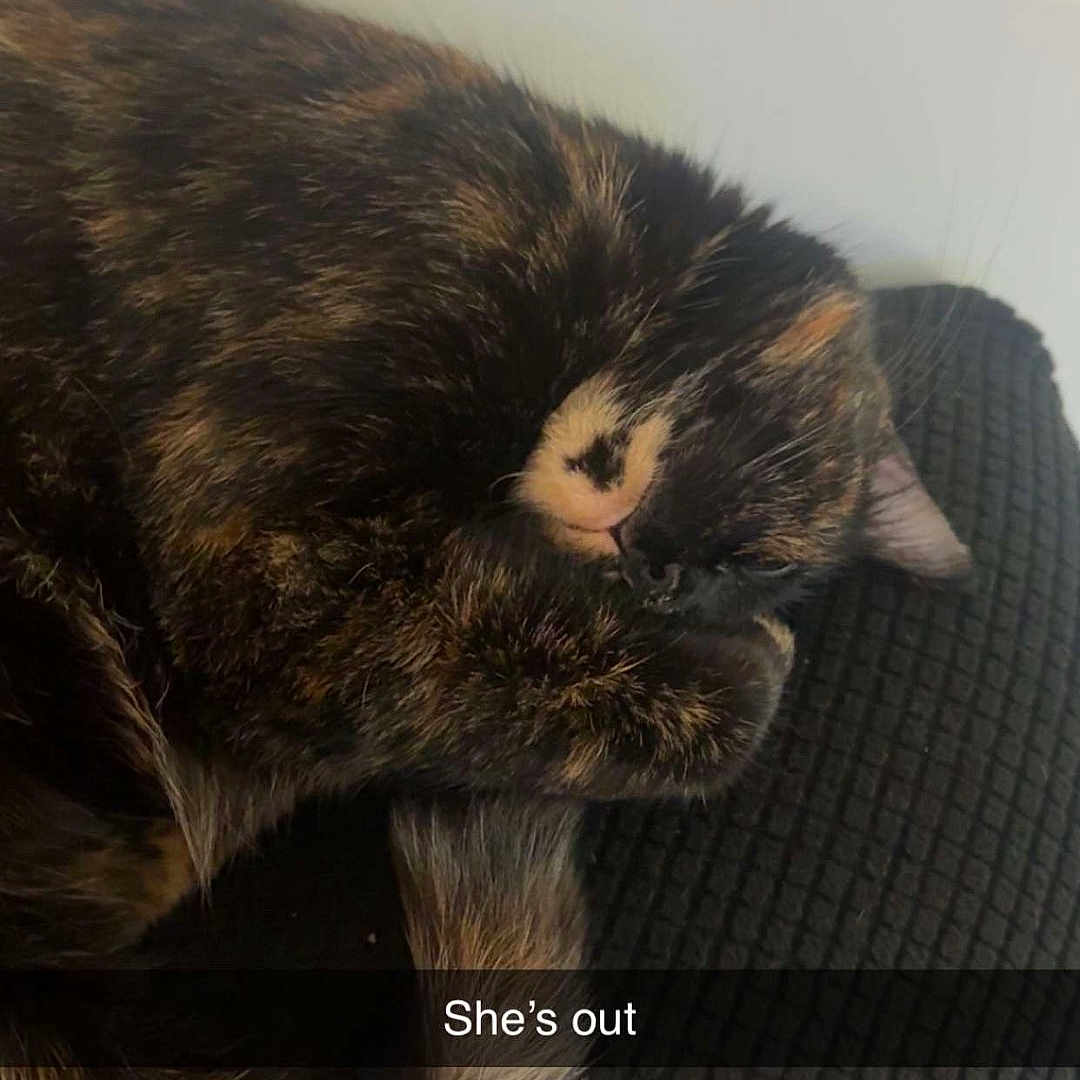 Ruby Willow joined the competition — help win amazing prizes! cat, tortoiseshell, sleeping, nap, fur, pet, animal, cozy, cushion, indoor, resting, cute, paw, whiskers, relax, feline, closeup, domestic, mammal, quiet