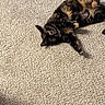 Ruby Willow joined the competition — help win amazing prizes! cat, tortoiseshell_cat, pet, animal, carpet, indoor, feline, playful, curious, fur, whiskers, paw, relaxed, laying_down, home, cute, domestic_animal, looking_at_camera, texture, beige