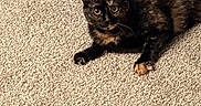 Ruby Willow joined the competition — help win amazing prizes! cat, tortoiseshell_cat, pet, animal, indoor, carpet, feline, fur, laying_down, looking_at_camera, curious, whiskers, ears, paws, domestic_animal, cute, mammal, resting, close_up, eye_contact