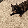 cat, tortoiseshell_cat, pet, animal, indoor, carpet, feline, fur, laying_down, looking_at_camera, curious, whiskers, ears, paws, domestic_animal, cute, mammal, resting, close_up, eye_contact