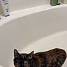 Ruby Willow joined the competition — help win amazing prizes! cat, tortoiseshell, bathtub, bathroom, pet, animal, curious, shampoo, cleaning_brush, white, domestic, indoor, feline, ears, eyes, fur, container, plastic, household, still_life