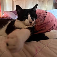 Millie is registered to the contest to win money with this photo: cat, black_and_white, bed, paw, pink_cloth, relaxed, indoor, furniture, headboard, cozy, animal, pet, whiskers, fur, sleepy, closeup, comfort, resting, domestic_cat, cute