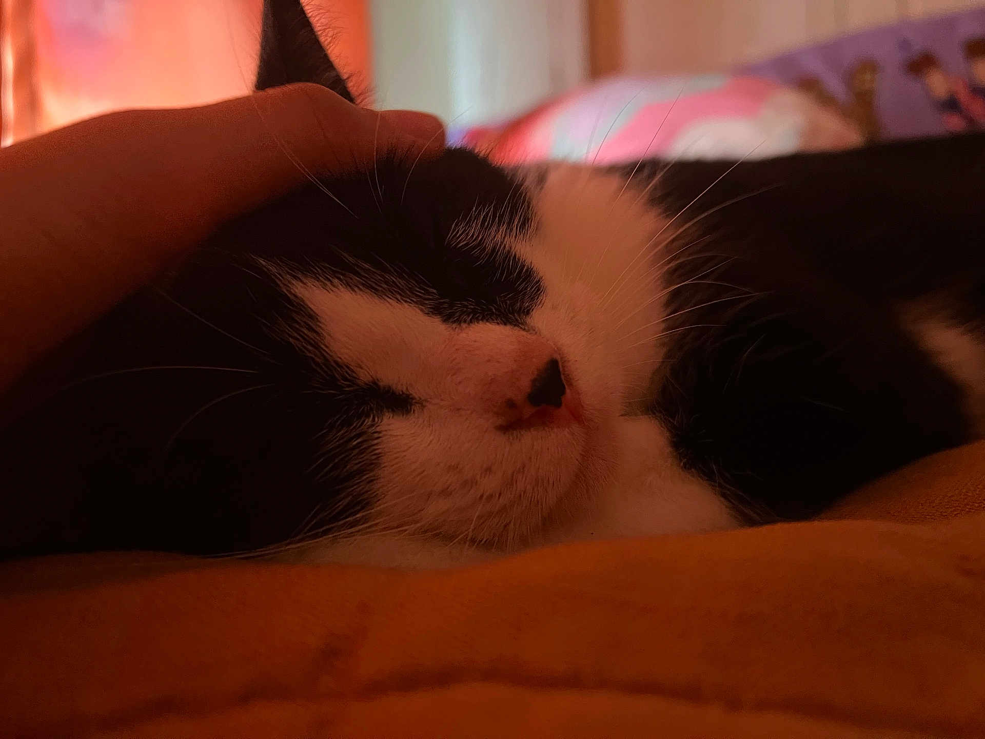 Millie joined the competition — help win amazing prizes! cat, black_and_white, sleeping, cozy, hand, pet, whiskers, fur, close_up, indoor, blanket, resting, domestic_animal, comfort, relaxation, quiet, soft_light, animal, face, nap