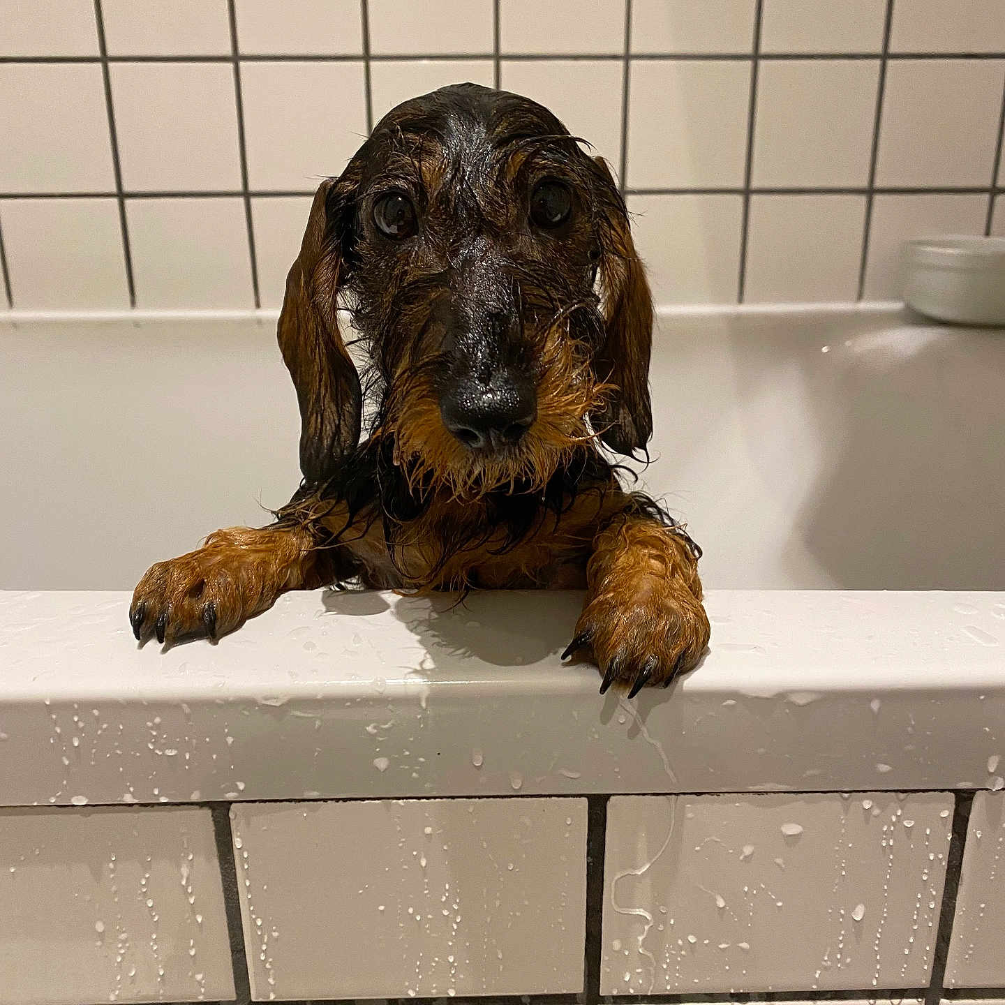 Bounty a rejoint le concours — aidez-le/la à gagner de superbes lots ! dog, dachshund, puppy, wet, bathtub, bathroom, tiles, water_droplets, pet, animal, cute, looking_up, front_paws, white, indoor, small_dog, fur, snout, ears, bath