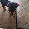 Bounty a rejoint le concours — aidez-le/la à gagner de superbes lots ! puppy, dog, pet, animal, wooden_floor, indoor, small_dog, curious, ears, fur, flooring, house, domestic_animal, canine, looking_up, brown, black, adorable, young, companion