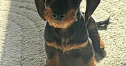 Bounty participe au concours pour gagner de l'argent avec cette photo : dog, puppy, dachshund, pet, animal, indoor, carpet, sunlight, shadow, cute, fur, brown, black, small, young, sitting, looking, ears, adorable, home