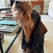 Bounty a rejoint le concours — aidez-le/la à gagner de superbes lots ! dog, indoor, carpet, coffee_table, books, furniture, brown_fur, black_fur, pet, curious, sniffing, looking_up, cozy, living_room, decor, table_leg, stacked_books, ears, long_fur, small_dog