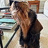 dog, indoor, carpet, coffee_table, books, furniture, brown_fur, black_fur, pet, curious, sniffing, looking_up, cozy, living_room, decor, table_leg, stacked_books, ears, long_fur, small_dog