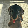 Bounty participe au concours pour gagner de l'argent avec cette photo : dog, puppy, dachshund, tongue_out, pet, animal, indoor, carpet, sunlight, shadow, cute, small_dog, fur, ears, face, sitting, looking_up, tongue, adorable, playful