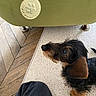 dachshund, puppy, dog, medal, paw_print, hand, wristband, carpet, wooden_floor, furniture, indoor, pet, curious, brown, black, small_dog, attention, award, texture, looking_up
