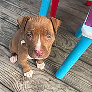 Nami is registered to the contest to win money with this photo: animal, blue, brown, cute, deck, dog, ears, eyes, fur, nose, outdoor, pet, plastic_chair, playful, puppy, red, sitting, small, wooden_floor, young_dog
