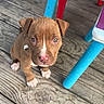 animal, blue, brown, cute, deck, dog, ears, eyes, fur, nose, outdoor, pet, plastic_chair, playful, puppy, red, sitting, small, wooden_floor, young_dog