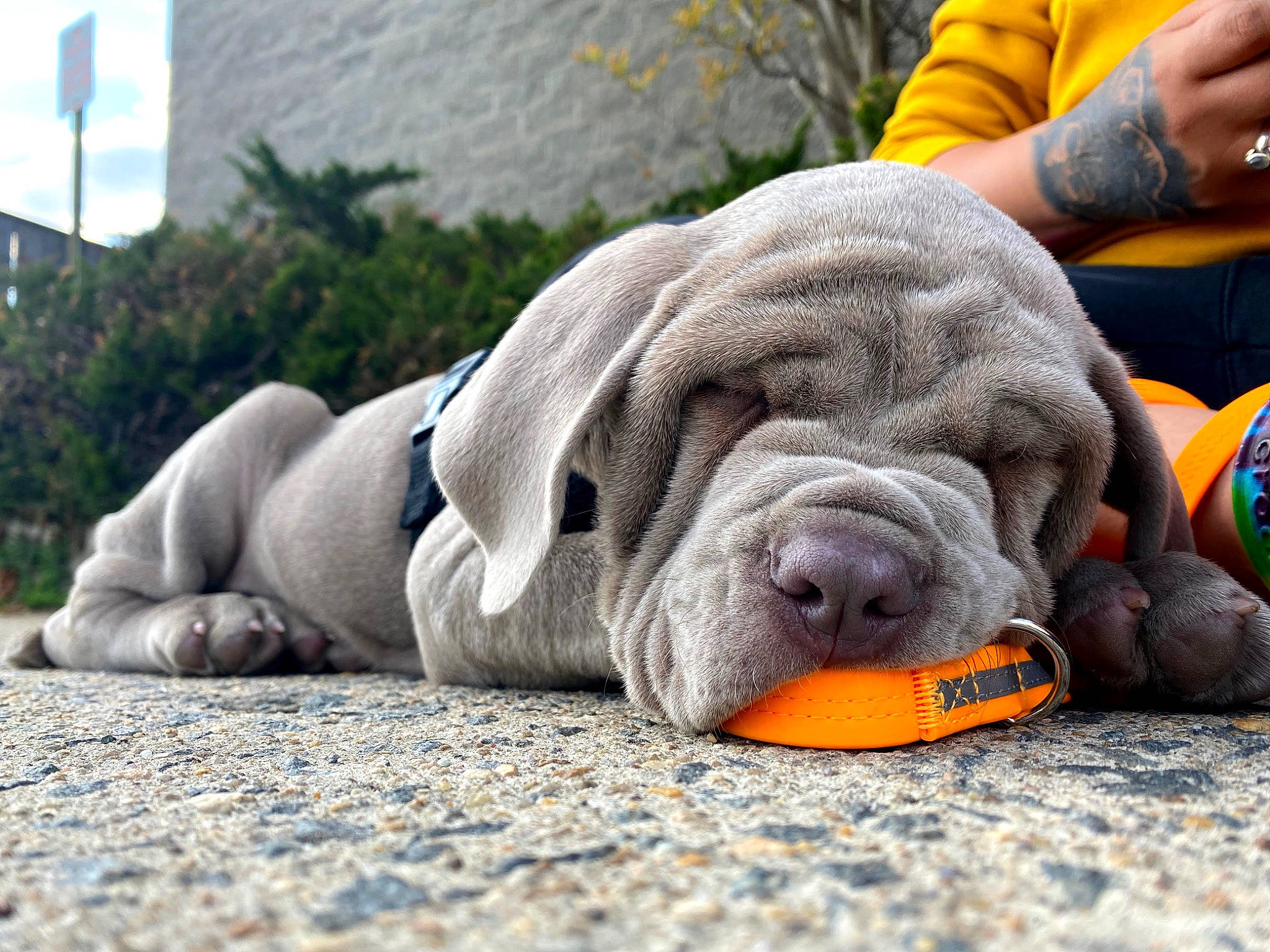 Willow joined the competition — help win amazing prizes! ancient_dog_breeds, canidae, carnivore, companion_dog, dog, dog_breed, fawn, giant_dog_breed, korean_mastiff, mammal, molosser, nap, neapolitan_mastiff, non_sporting_group, ori_pei, shar_pei, snout, vertebrate, wrinkle