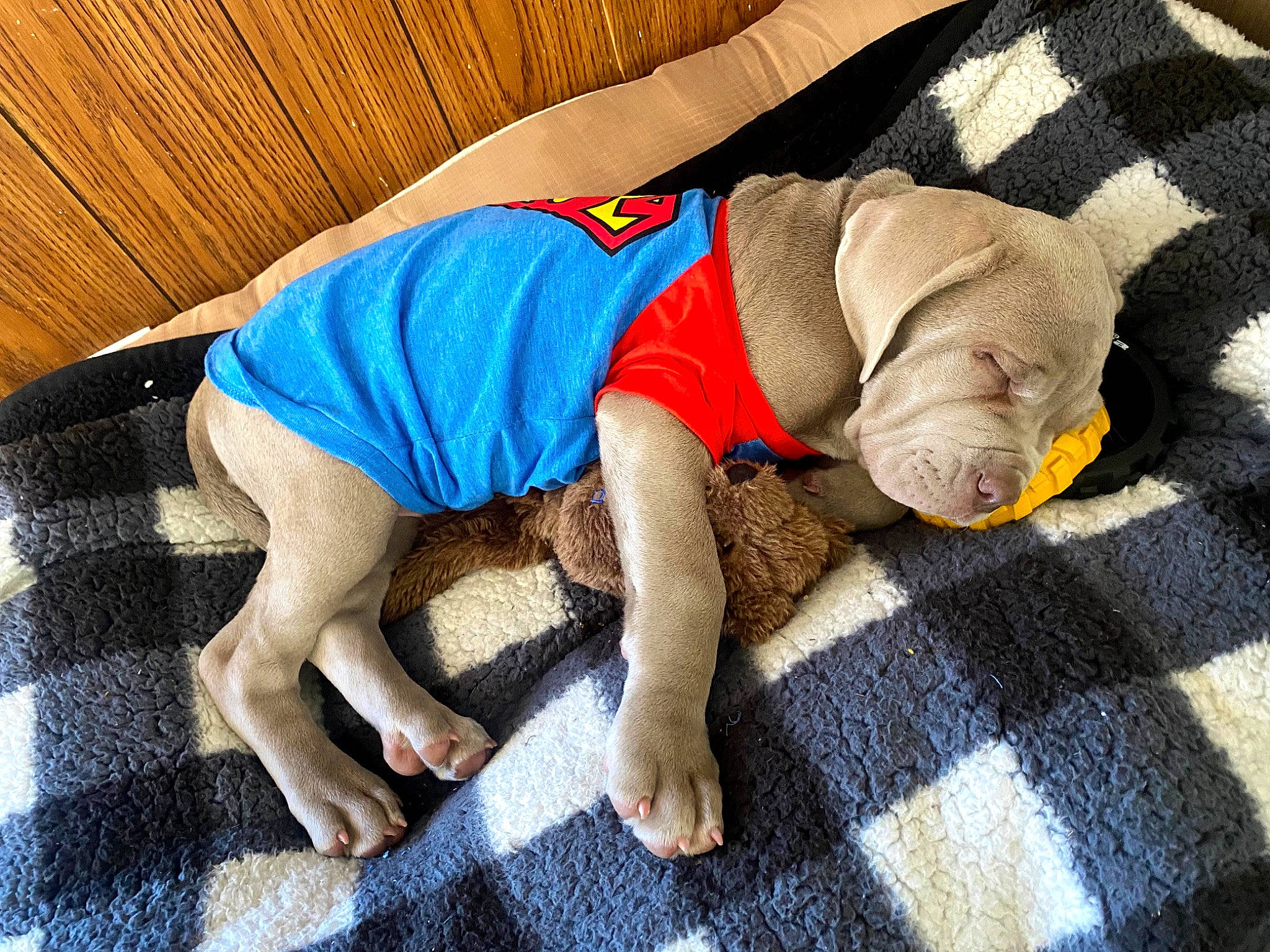 Willow is registered to the contest to win money with this photo: canidae, carnivore, child, companion_dog, dog, dog_breed, dog_clothes, floor, flooring, non_sporting_group, pointing_breed, puppy, sporting_group, vizsla, weimaraner