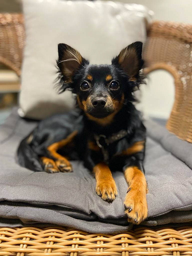 Chopin participe au concours pour gagner de l'argent avec cette photo : canidae, carnivore, comfort, companion_dog, dog, dog_breed, ear, fawn, fur, paw, prazsky_krysarik, puppy, russkiy_toy, snout, sporting_group, terrestrial_animal, toy_dog, whiskers, wing, working_animal