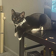 Loki joined the competition — help win amazing prizes! cat, tuxedo_cat, black_and_white, pet, feline, collar, plaid, whiskers, ears, eyes, paws, sitting, table, furniture, indoor, home, room, window, scratching_post, relaxed