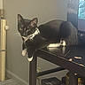 cat, tuxedo_cat, black_and_white, pet, feline, collar, plaid, whiskers, ears, eyes, paws, sitting, table, furniture, indoor, home, room, window, scratching_post, relaxed