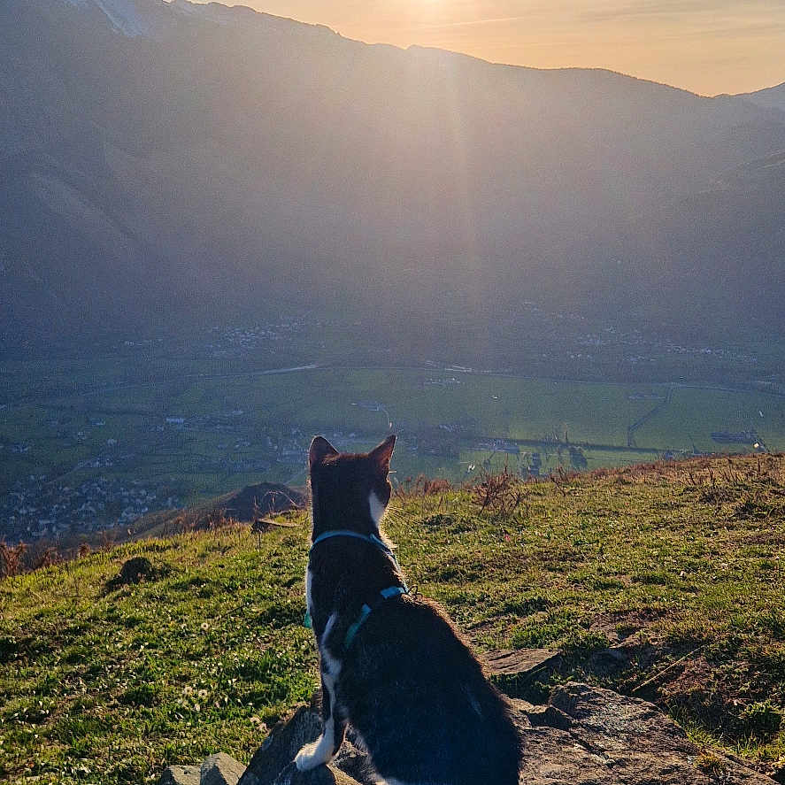 Leya participe au concours pour gagner de l'argent avec cette photo : dog, rock, grass, mountain, sun, sunset, valley, outdoor, nature, sky, scenery, animal, pet, landscape, horizon, silhouette, field, peaceful, daylight, evening