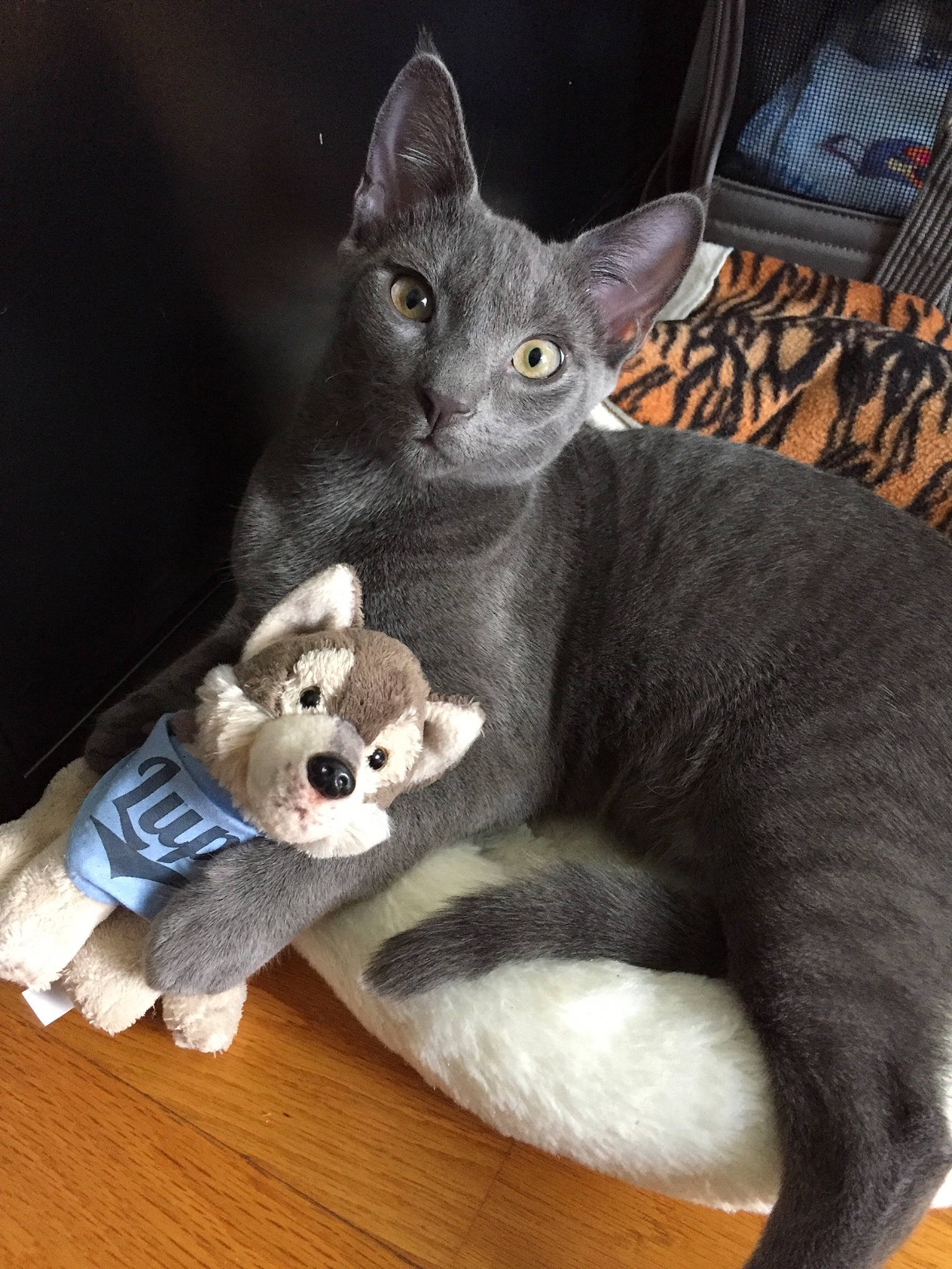 Lupo joined the competition — help win amazing prizes! asian, british_shorthair, carnivore, cat, chartreux, domestic_short_haired_cat, felidae, fur, kitten, korat, mammal, russian_blue, small_to_medium_sized_cats, vertebrate, whiskers