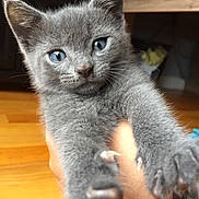 Lupo is registered to the contest to win money with this photo: asian, carnivore, cat, chartreux, domestic_short_haired_cat, european_shorthair, fawn, felidae, kitten, korat, mammal, nebelung, ojos_azules, polydactyl_cat, russian_blue, small_to_medium_sized_cats, vertebrate, whiskers