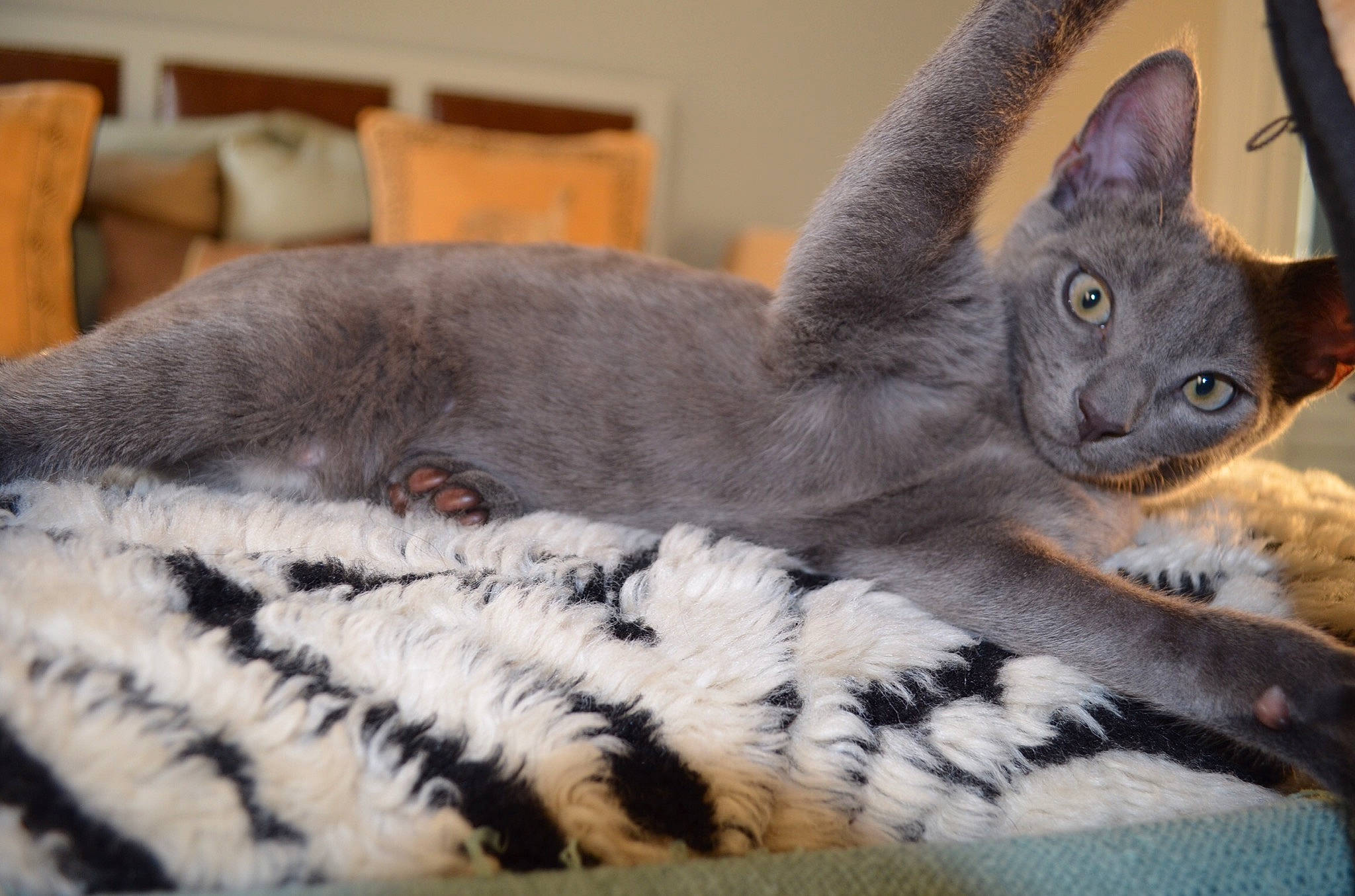 Lupo is registered to the contest to win money with this photo: asian, british_shorthair, carnivore, cat, claw, domestic_short_haired_cat, european_shorthair, felidae, kitten, mammal, russian_blue, small_to_medium_sized_cats, vertebrate, whiskers
